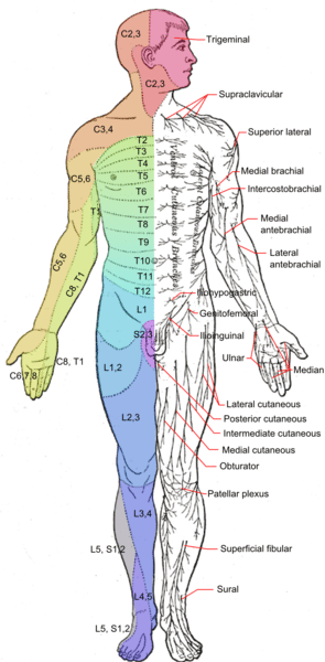 Cutaneous Nerve System and Scar Release